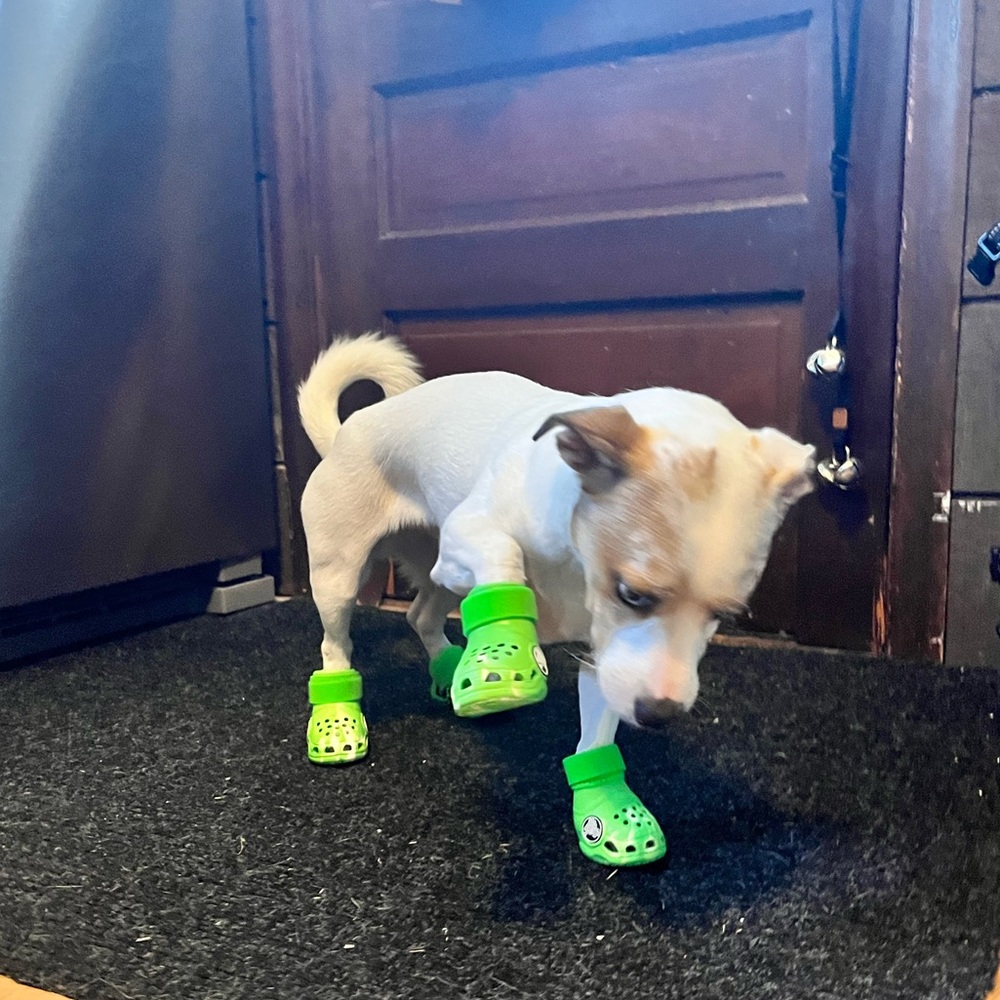 Dog Croc Shoes - Picture 4 of 4